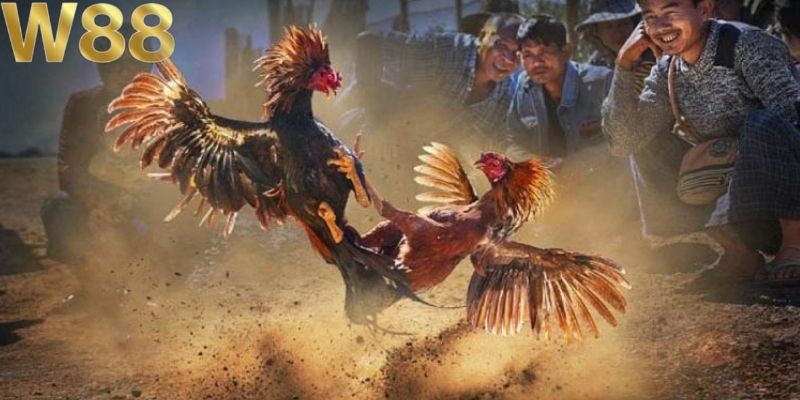Đá gà cựa dao tạo dấu ấn nhờ phong cách thi đấu quyết liệt